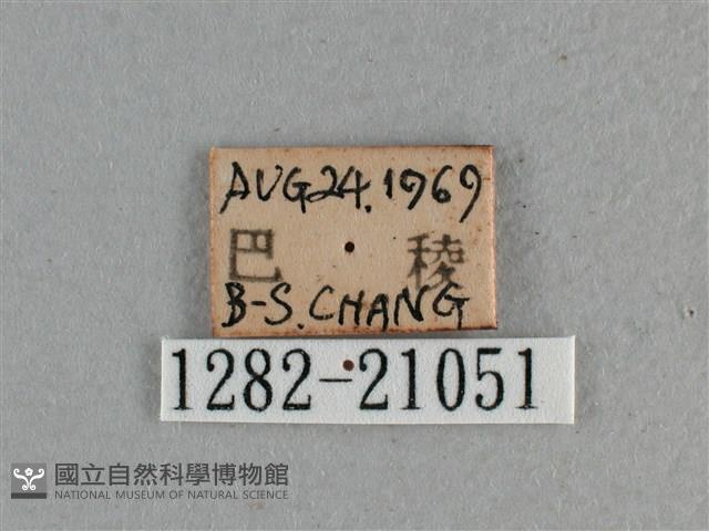 白斑弄蝶藏品圖，第3張