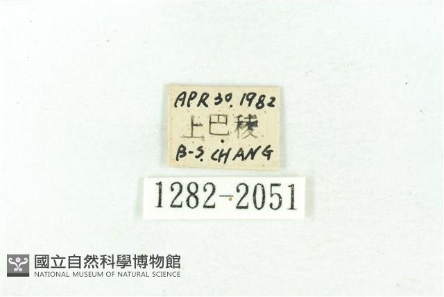 臺雪苔蛾藏品圖，第3張