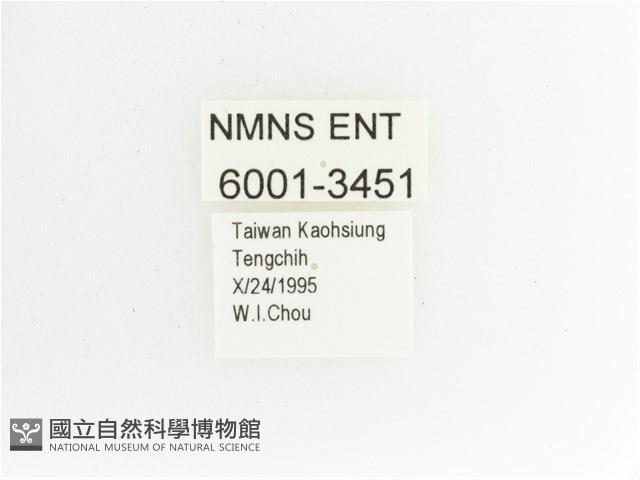 黑田艷金龜藏品圖，第2張