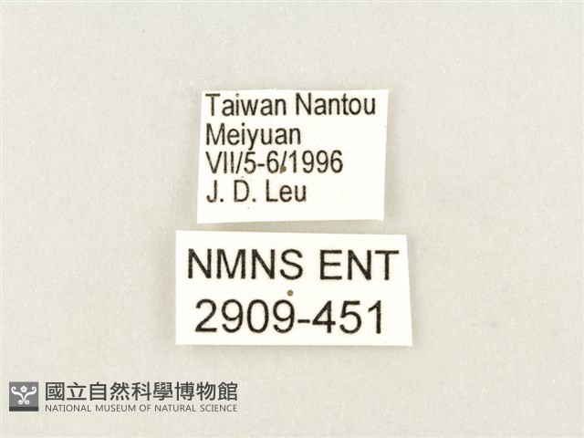 白圈線蛺蝶藏品圖，第3張
