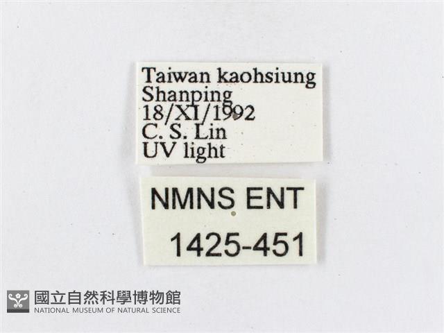 蓬萊茶斑蛾藏品圖，第3張