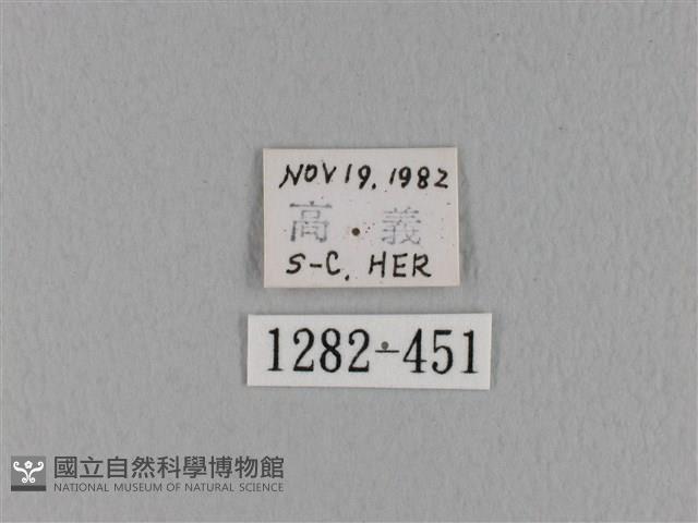 緣斑枯葉蛾藏品圖，第3張