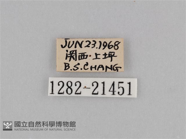 江崎波眼蝶藏品圖，第3張