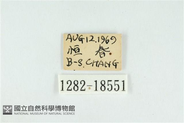 折列藍灰蝶沖繩亞種藏品圖，第3張
