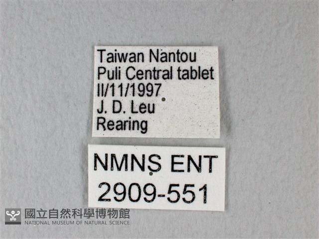 緣點白粉蝶藏品圖，第3張