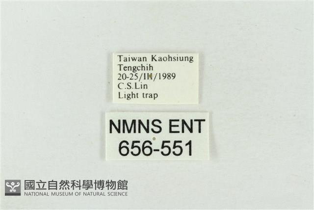 印華波紋蛾藏品圖，第3張