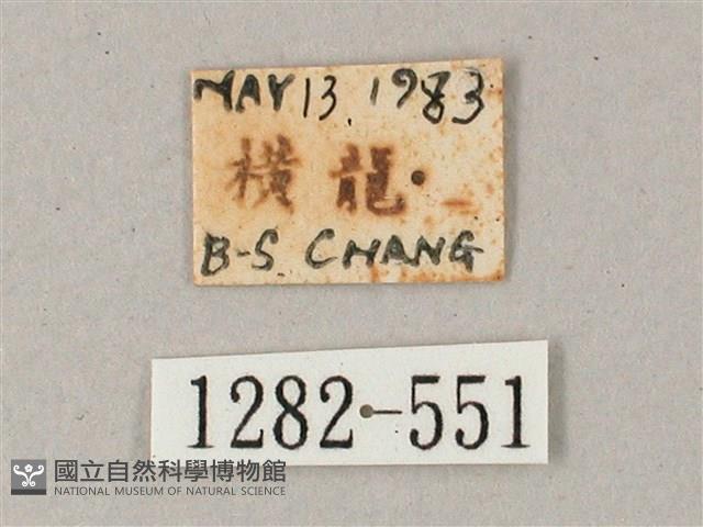 間斷斜紋天蛾藏品圖，第3張