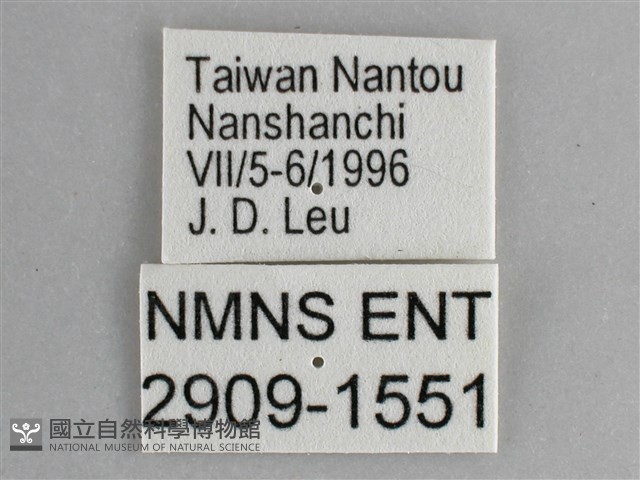 琉璃蛺蝶藏品圖，第3張