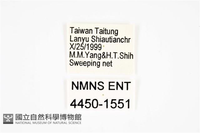 小圓斑球背象鼻蟲藏品圖，第2張