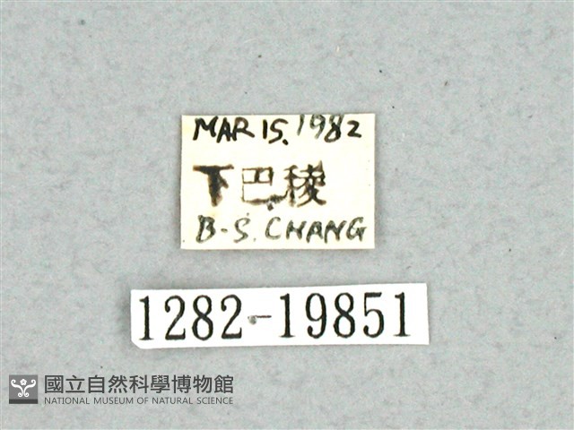 灰舟蛾藏品圖，第3張