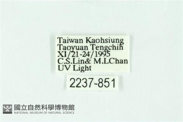 三條橙燈蛾藏品圖，第3張