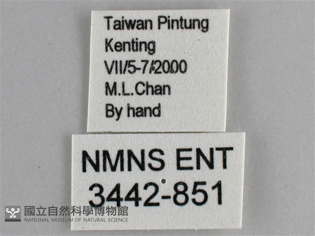 藍紋鋸眼蝶藏品圖，第3張