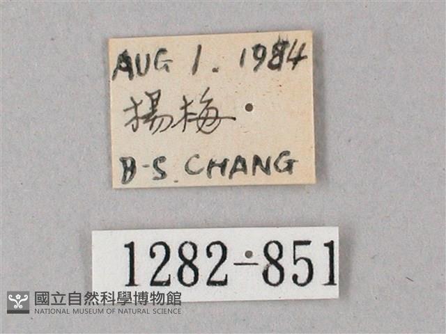 單斜紋天蛾藏品圖，第3張