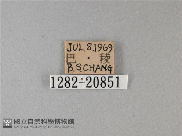 小星弄蝶藏品圖，第3張