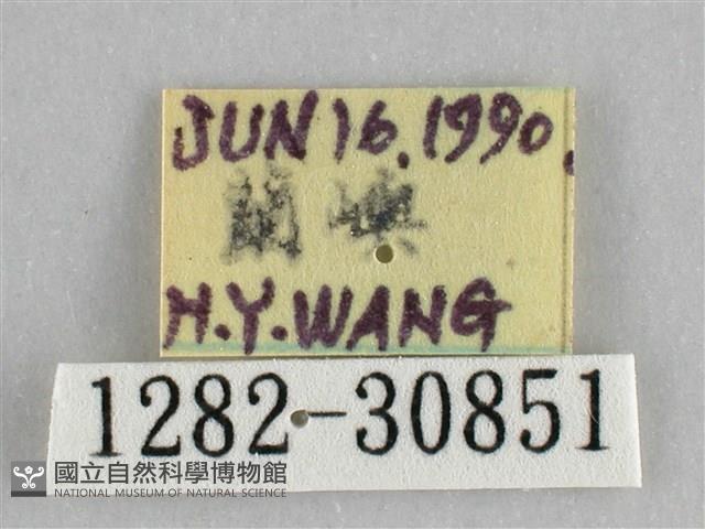 霜天蛾藏品圖，第3張