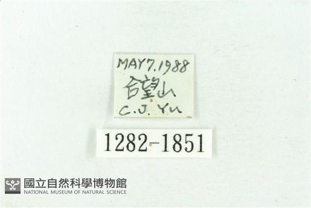 臺雪苔蛾藏品圖，第3張