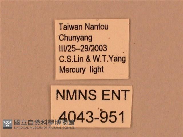 臺灣鋸翅天蛾藏品圖，第3張