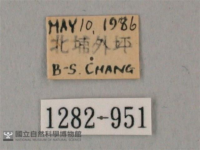 白點天蛾 藏品圖，第3張