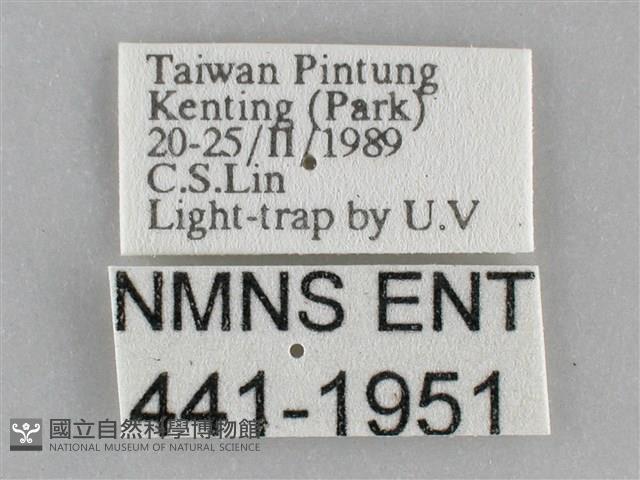 三角凹緣天蛾藏品圖，第3張