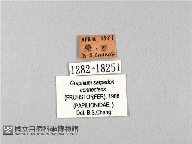 青帶鳳蝶藏品圖，第3張