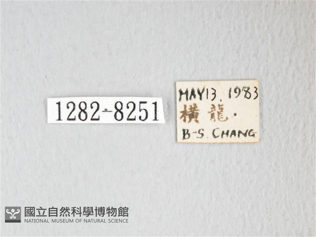 圓翅大鉤蛾藏品圖，第3張