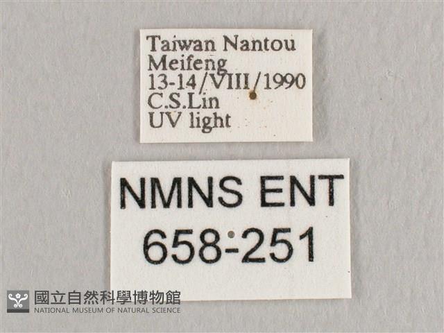 銀端帶鉤蛾藏品圖，第3張