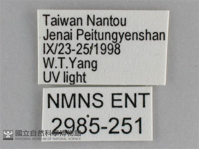 大胡麻斑星尺蛾藏品圖，第3張