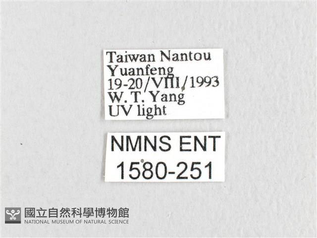 臺灣鋸紋枯葉蛾藏品圖，第3張