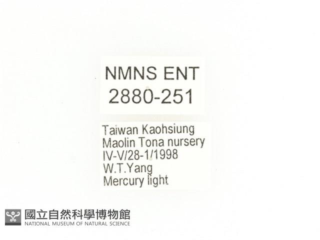 臺灣鍬形金龜藏品圖，第2張