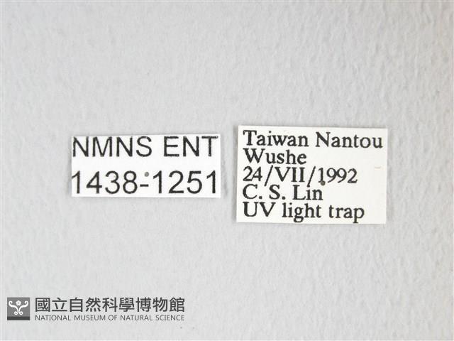 圓翅大鉤蛾藏品圖，第3張