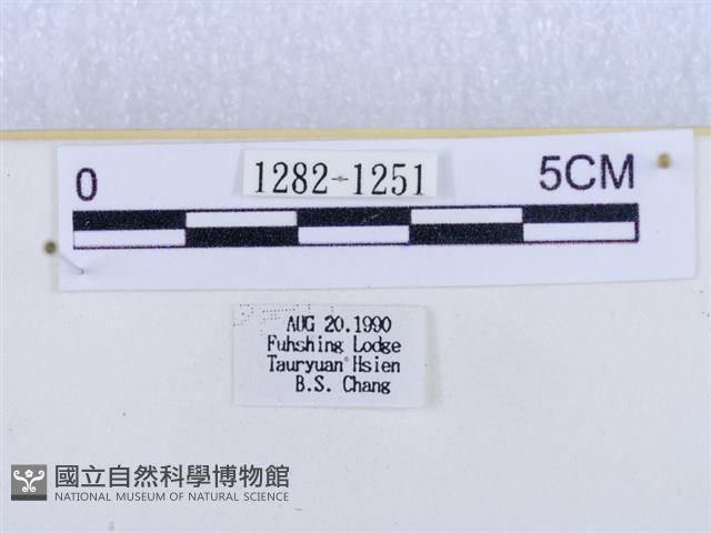 閃光苔蛾藏品圖，第3張