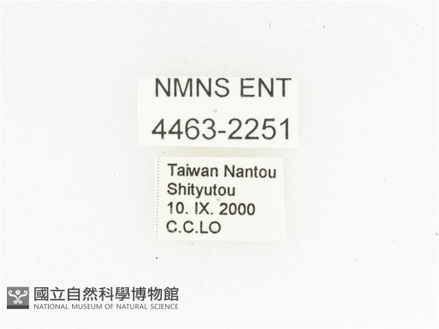 臺灣小綠花金龜藏品圖，第2張