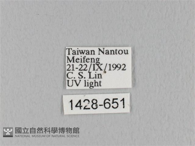 褐斜帶枯葉蛾藏品圖，第3張