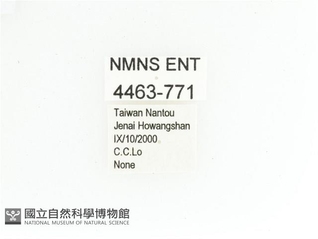 艷金龜藏品圖，第2張