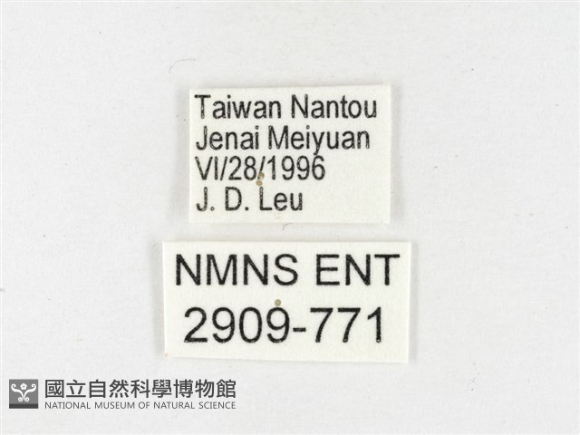 島嶼黃蝶、江崎黃蝶藏品圖，第3張