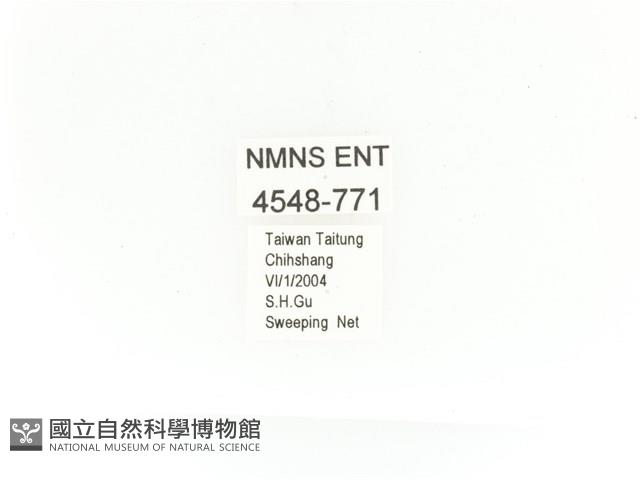 金艷騷金龜藏品圖，第2張