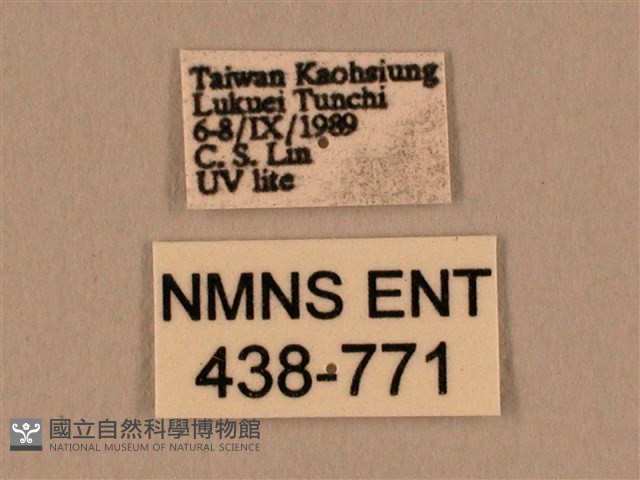 棕綠背線天蛾藏品圖，第3張