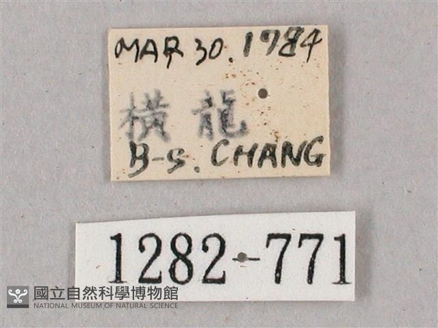 榆綠天蛾藏品圖，第3張