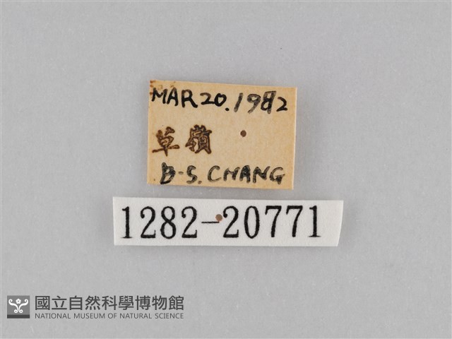 褐翅蔭眼蝶藏品圖，第3張