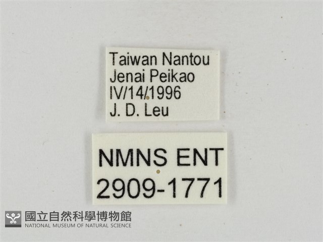 淡褐脈粉蝶藏品圖，第3張
