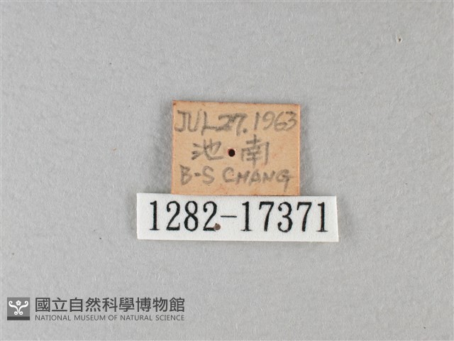 異紋帶蛺蝶藏品圖，第3張