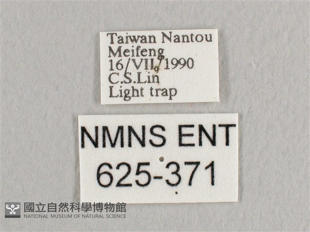 夜蛾科藏品圖，第3張