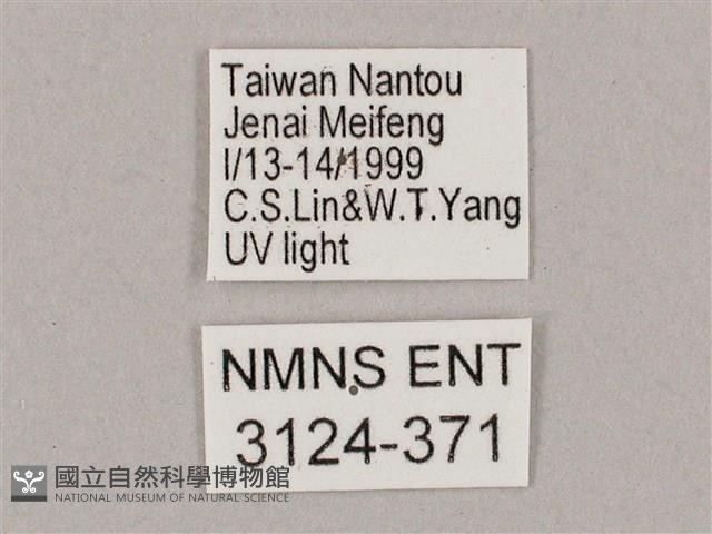 井上氏絨毛天蛾藏品圖，第3張