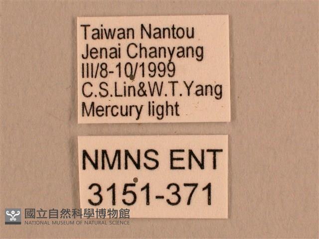 背線天蛾藏品圖，第3張