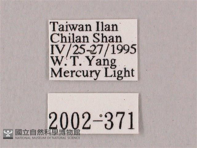 粗斜紋天蛾藏品圖，第3張