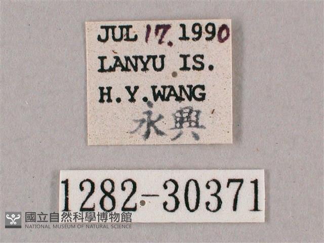 背帶斜紋天蛾藏品圖，第3張