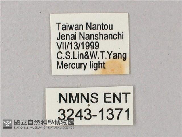 榆綠天蛾藏品圖，第3張