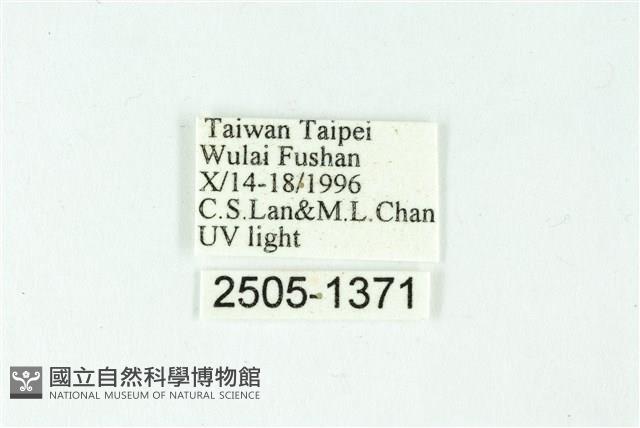 三色豔苔蛾藏品圖，第3張