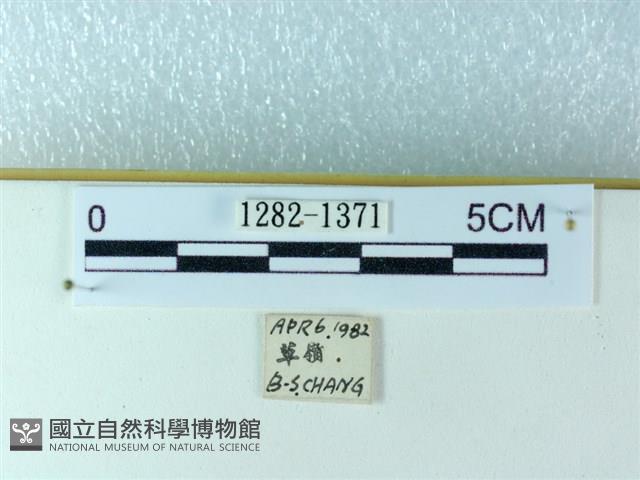 粉蝶燈蛾藏品圖，第3張