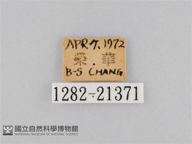 大波眼蝶藏品圖，第3張